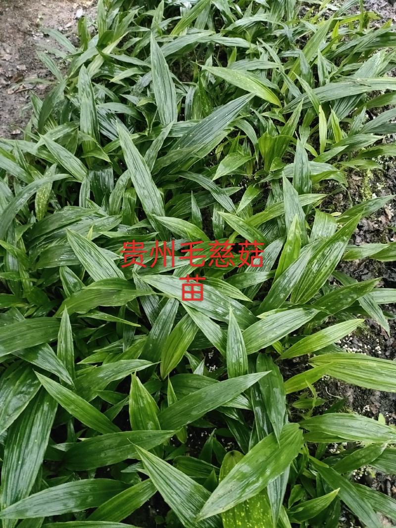 贵州毛茨菇种苗一年苗野生品种成活率高，包邮