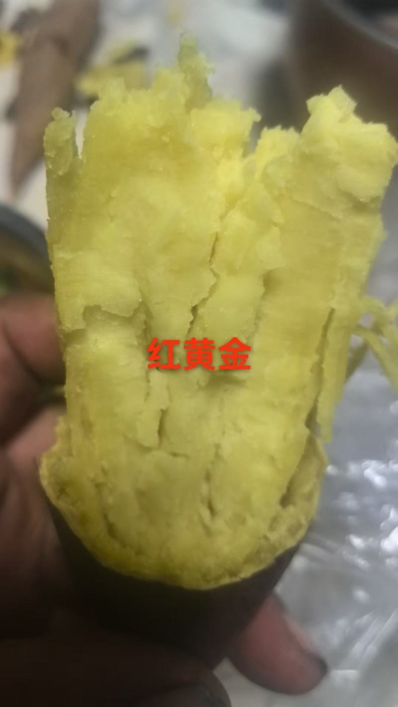 红黄金薯，窖藏货