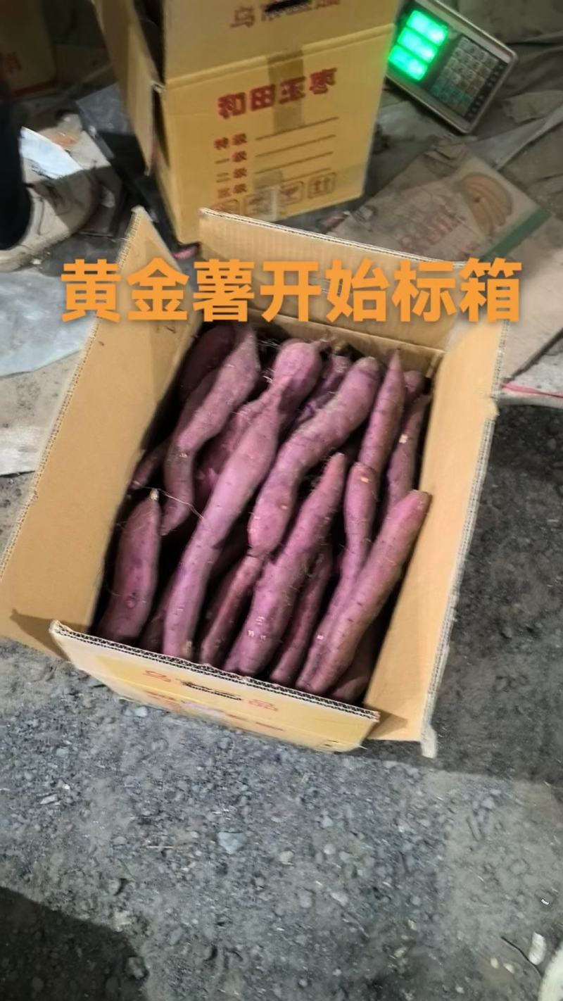 红黄金薯，窖藏货
