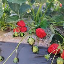 云南楚雄草莓新鲜的露天奶油草莓20g以上一手价格提供框子