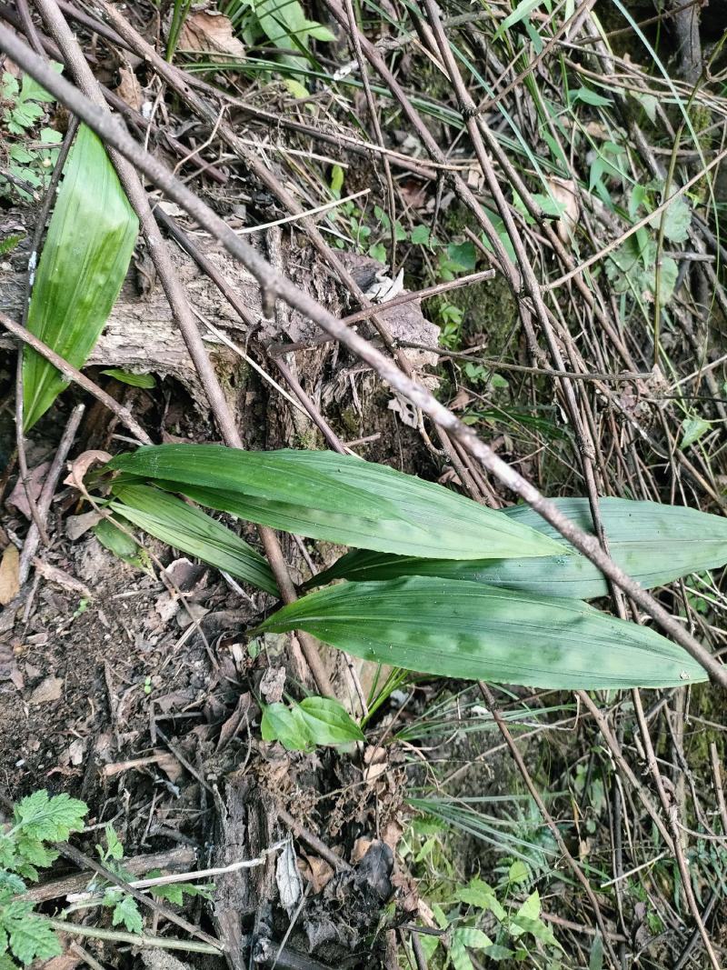贵州毛茨菇种苗一年苗野生品种成活率高，包邮