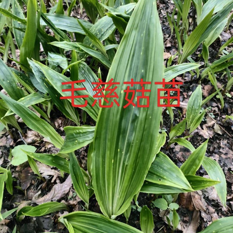贵州毛茨菇种苗一年苗野生品种成活率高，包邮
