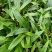 贵州毛茨菇种苗一年苗野生品种成活率高，包邮