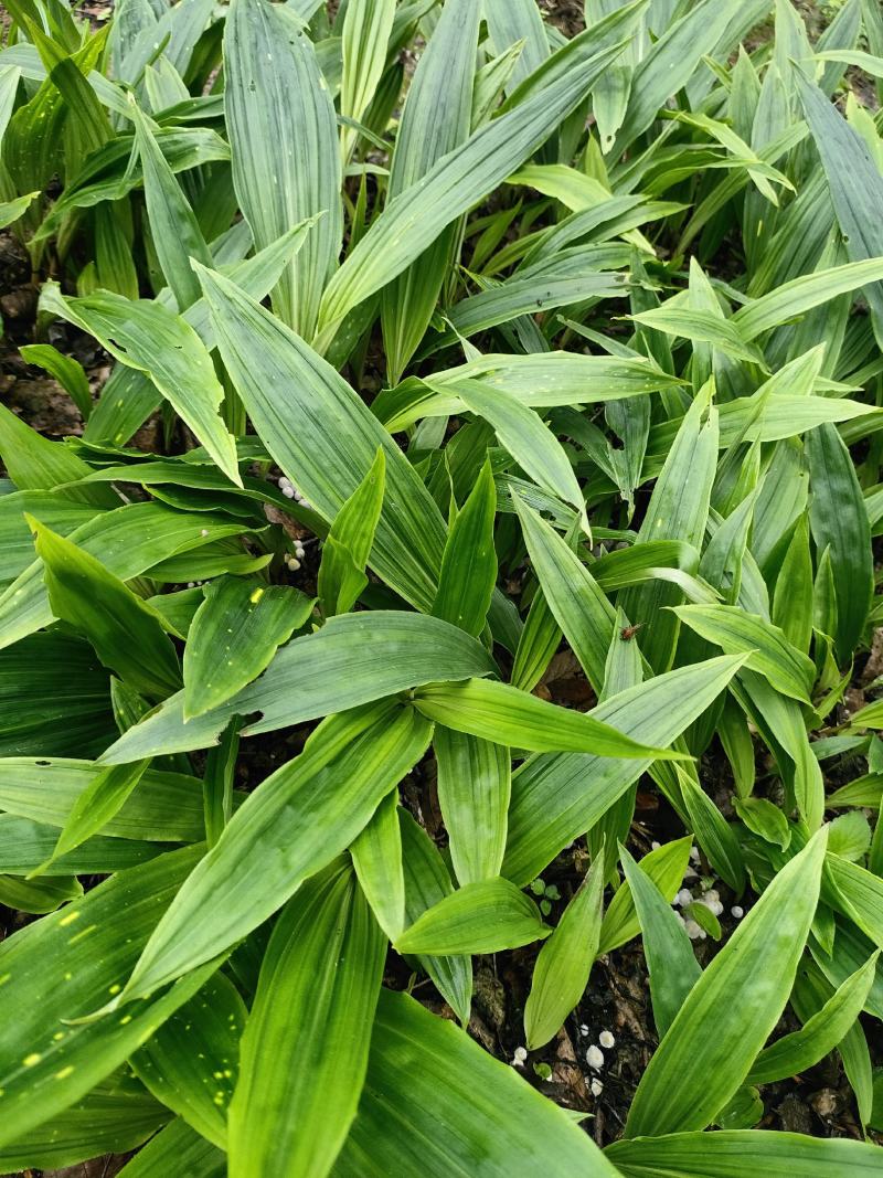 贵州毛茨菇种苗一年苗野生品种成活率高，包邮