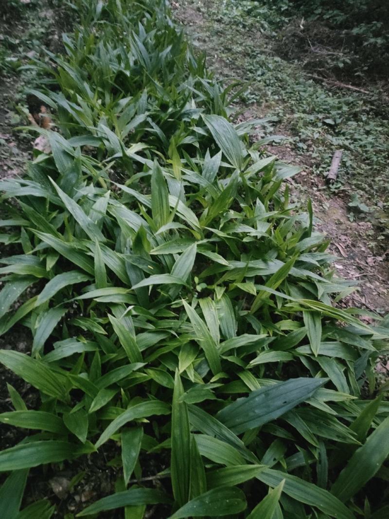 贵州毛茨菇种苗一年苗野生品种成活率高，包邮