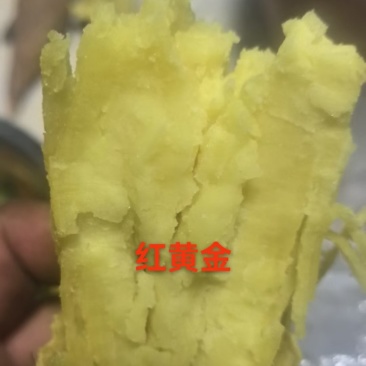 红黄金薯，窖藏货