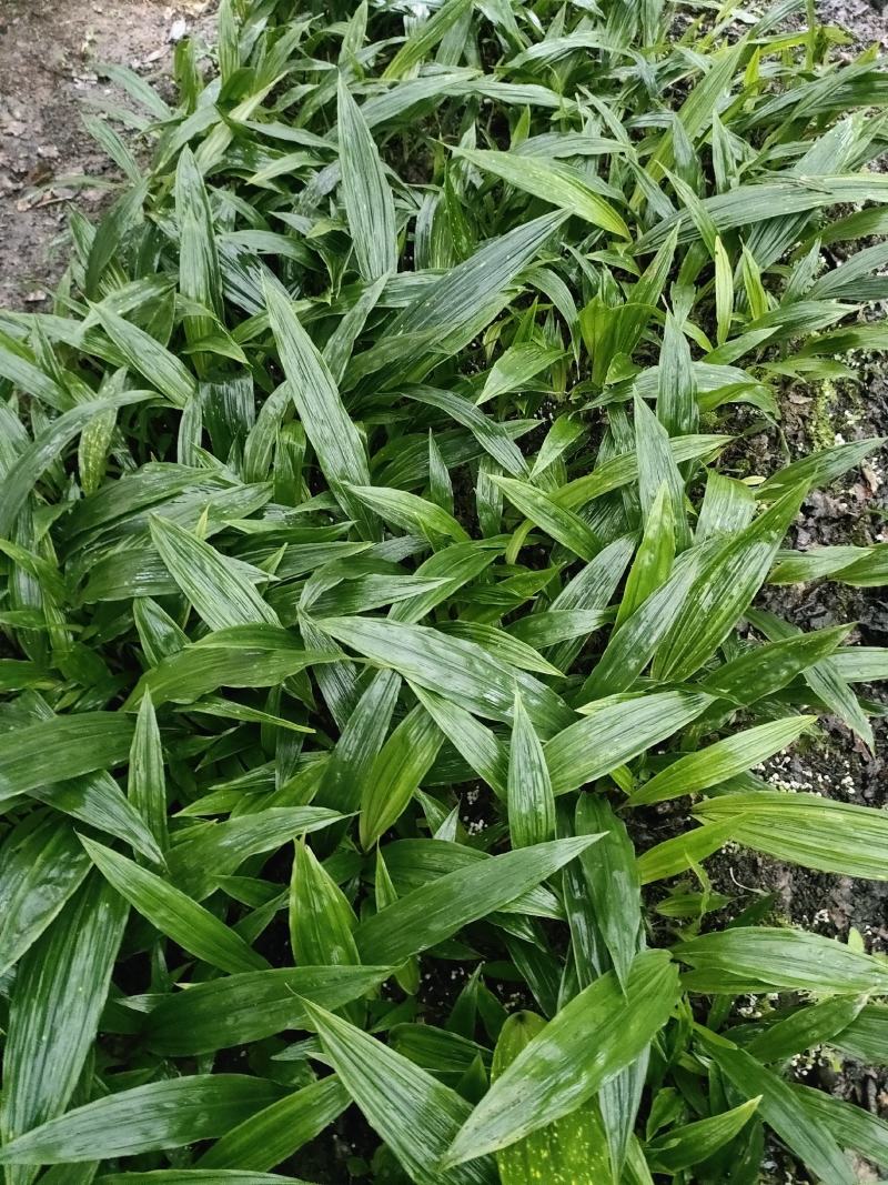 贵州毛茨菇种苗一年苗野生品种成活率高，包邮