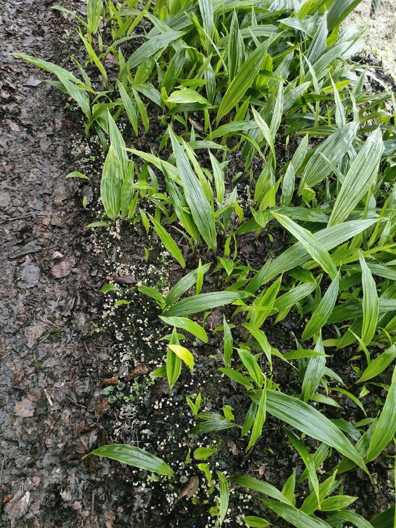 贵州毛茨菇种苗一年苗野生品种成活率高，包邮