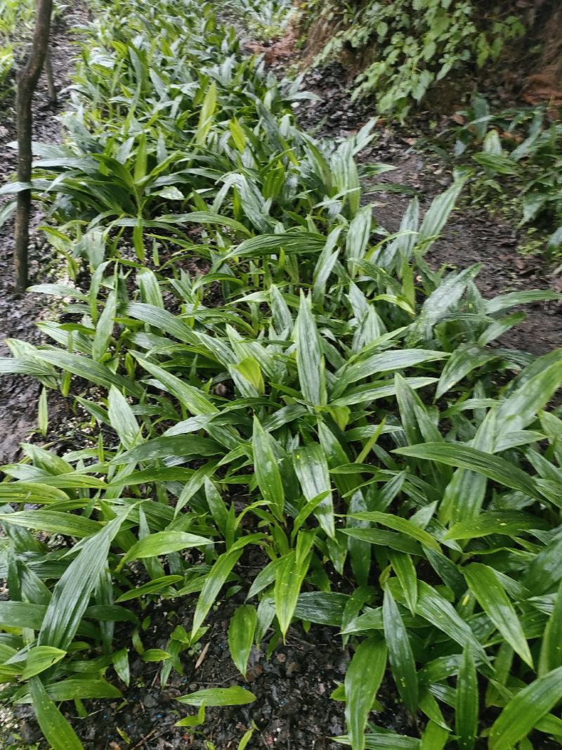贵州毛茨菇种苗一年苗野生品种成活率高，包邮