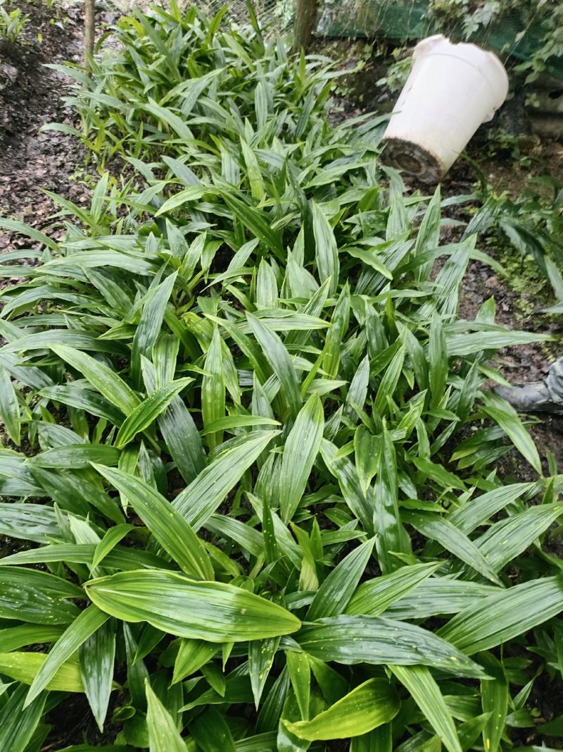 贵州毛茨菇种苗一年苗野生品种成活率高，包邮