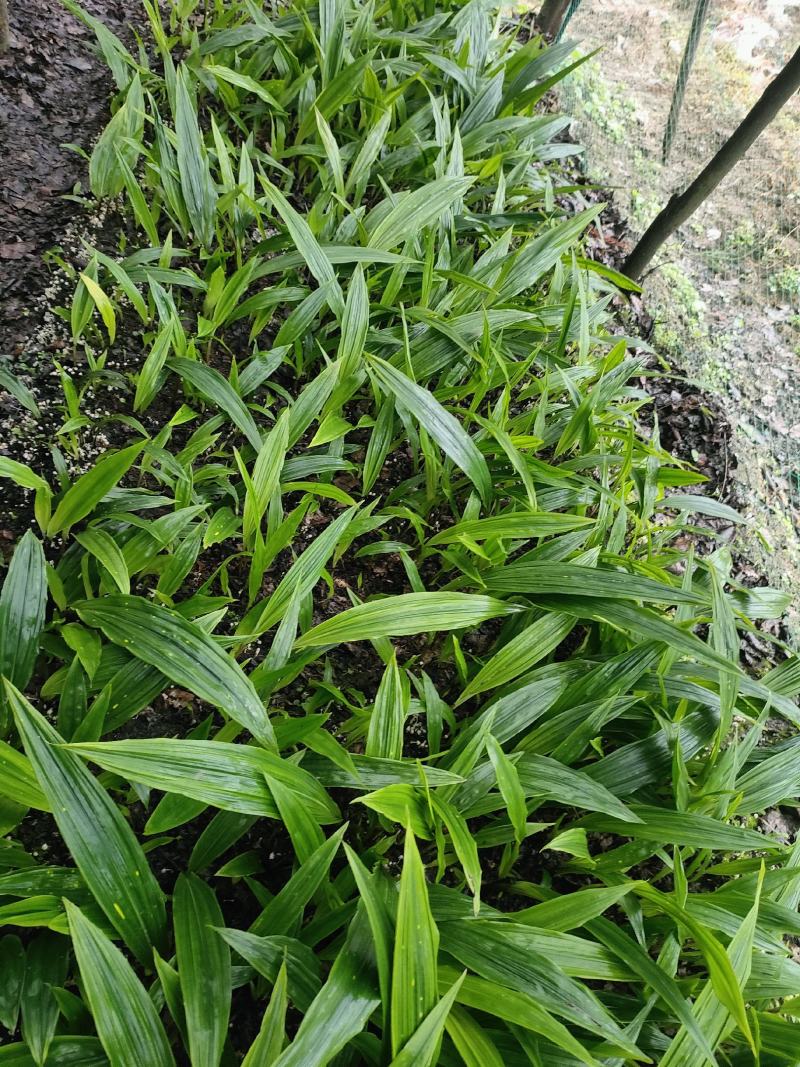 贵州毛茨菇种苗一年苗野生品种成活率高，包邮