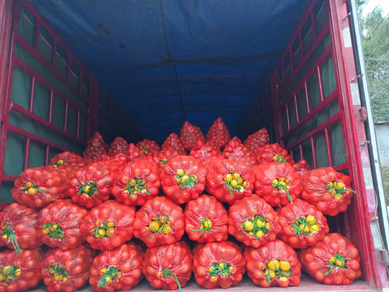 麻阳冰糖橙对接各大平台支持一件代发量大从优及场地提供
