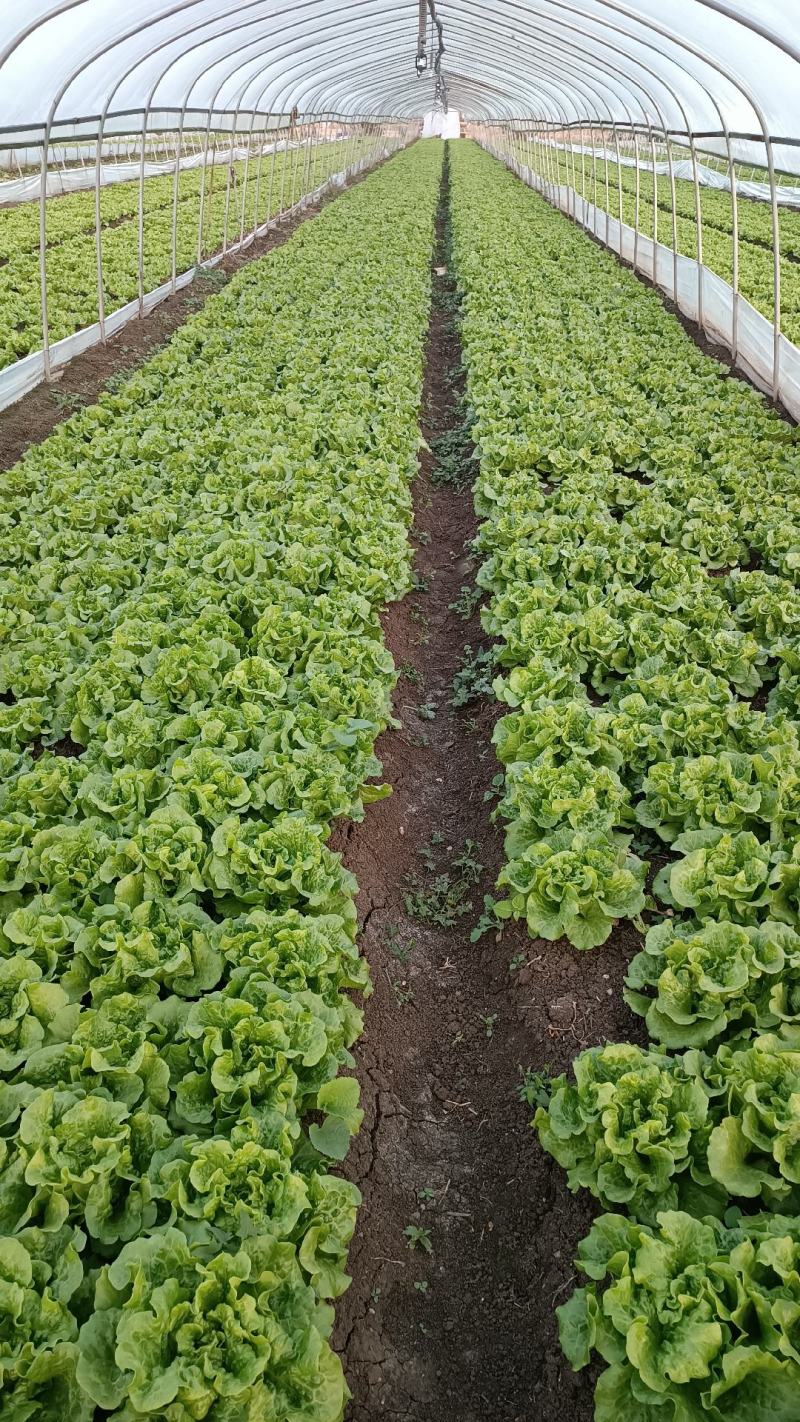 精品生菜，奶白菜，上海青，基地发车