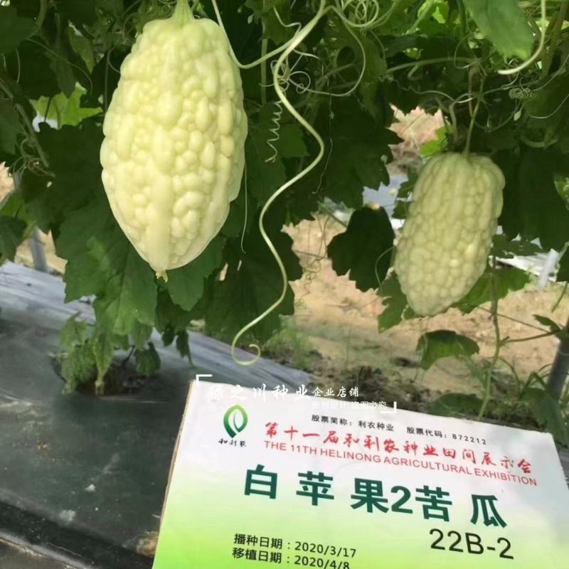 正源特色苦瓜品种白苹果2号苦瓜种子生吃白色苹果苦瓜种子