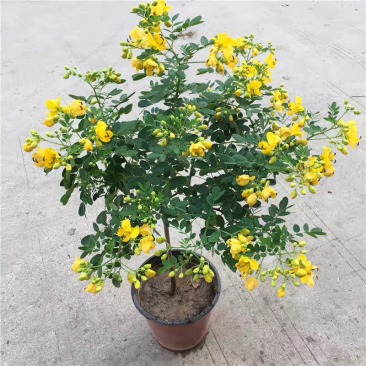 黄金梅室内花卉金雀梅盆栽金丝雀黄金雀花苗绿植物盆景
