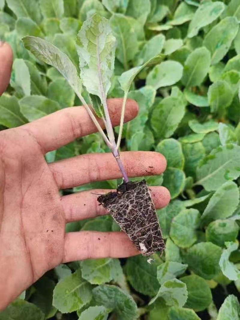 西兰花苗越冬品种耐寒优秀西兰花苗抗冻青花菜苗