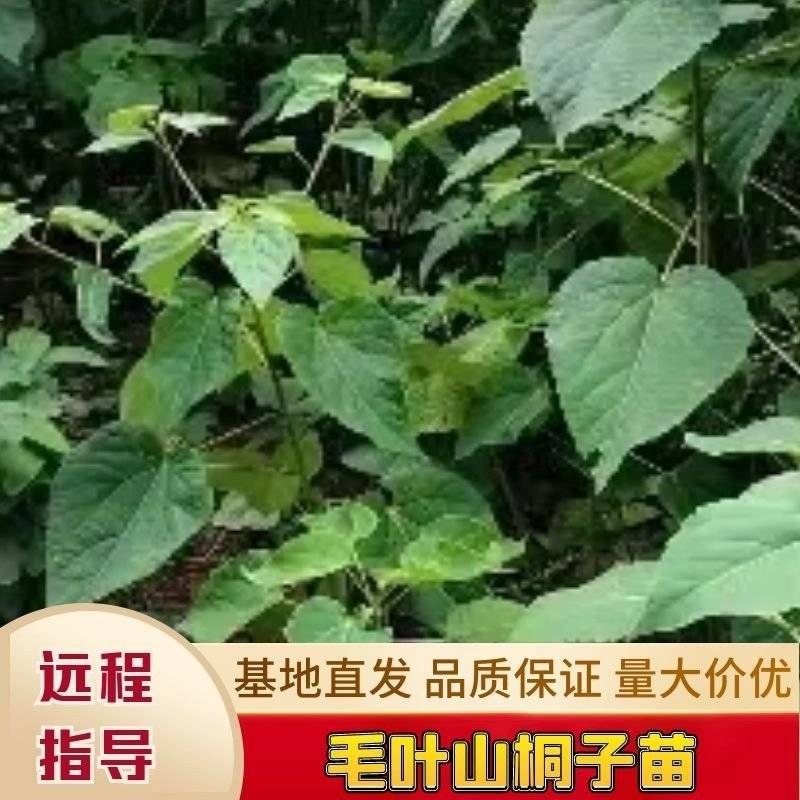 毛叶山桐子苗，规格多样化，适应与不同客户所求，质置保障。