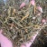 桑寄生寄生枫香寄生每个地方名字不同，按实物为准