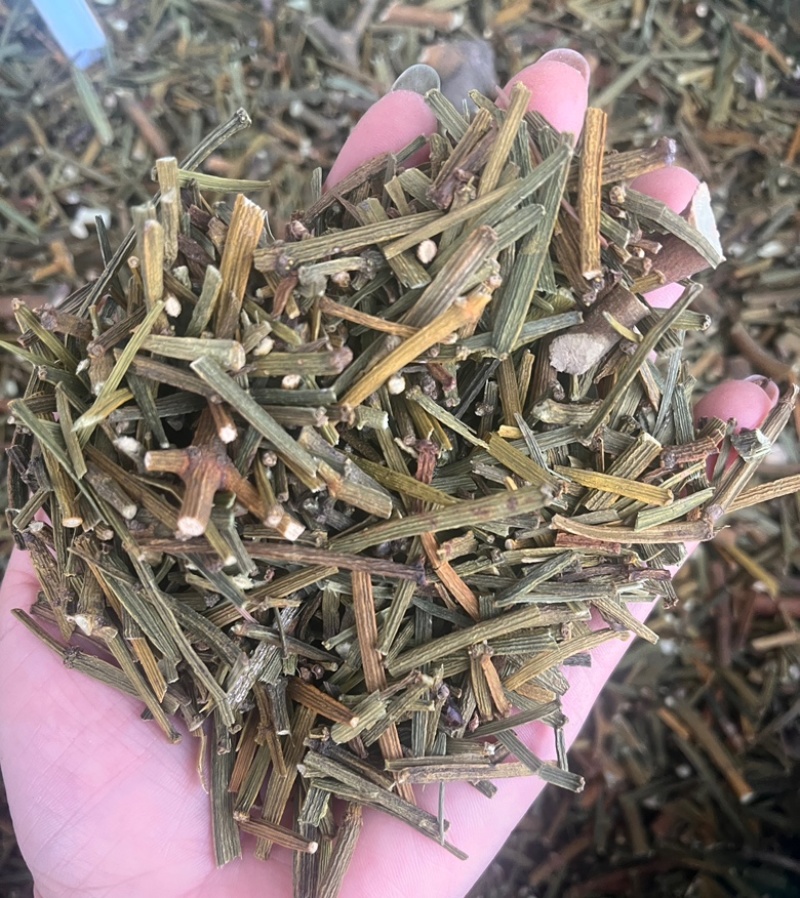 桑寄生寄生枫香寄生每个地方名字不同，按实物为准