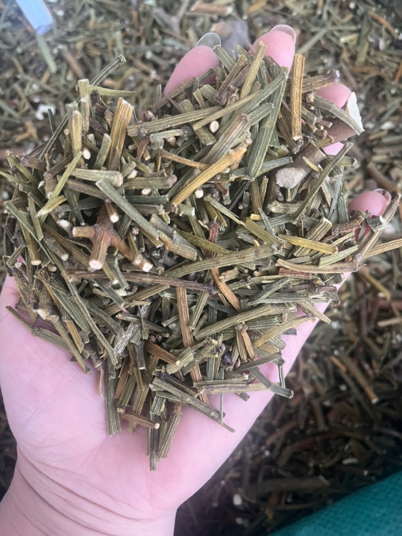 桑寄生寄生枫香寄生每个地方名字不同，按实物为准