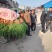 纯沙地的胡萝卜大量上市了艳色好，条形好口感翠甜价格便宜