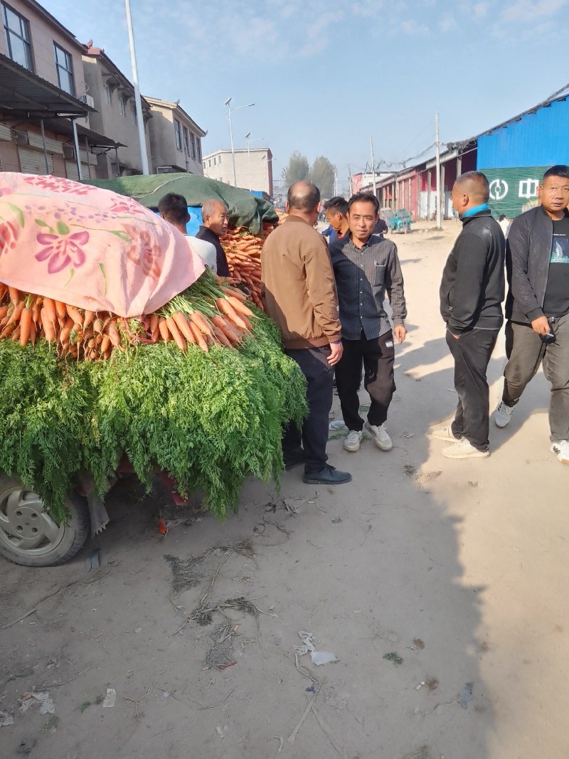 纯沙地的胡萝卜大量上市了艳色好，条形好口感翠甜价格便宜