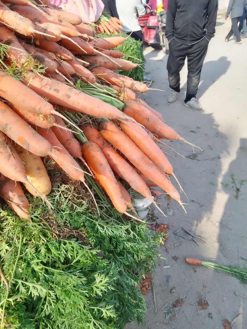 纯沙地的胡萝卜大量上市了艳色好，条形好口感翠甜价格便宜