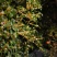 【专业批发】桂花红茶新茶正宗武夷花香正山小种红茶罐装