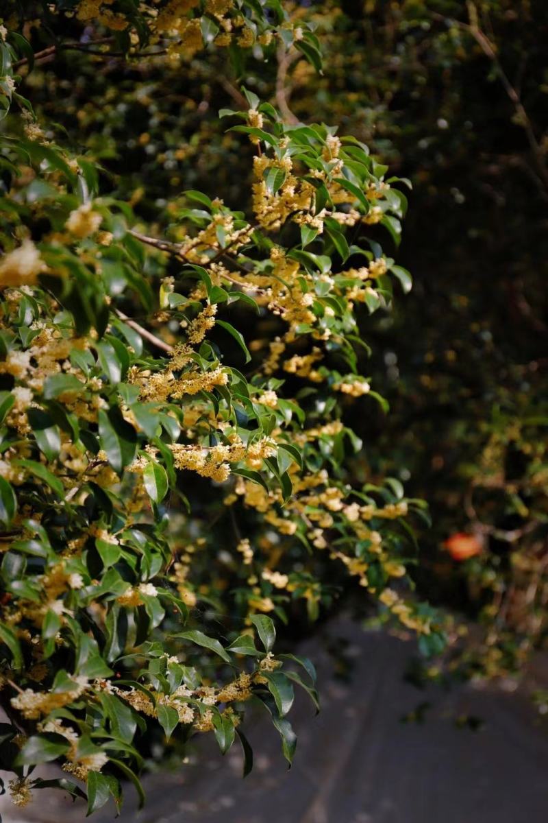 【专业批发】桂花红茶新茶正宗武夷花香正山小种红茶罐装