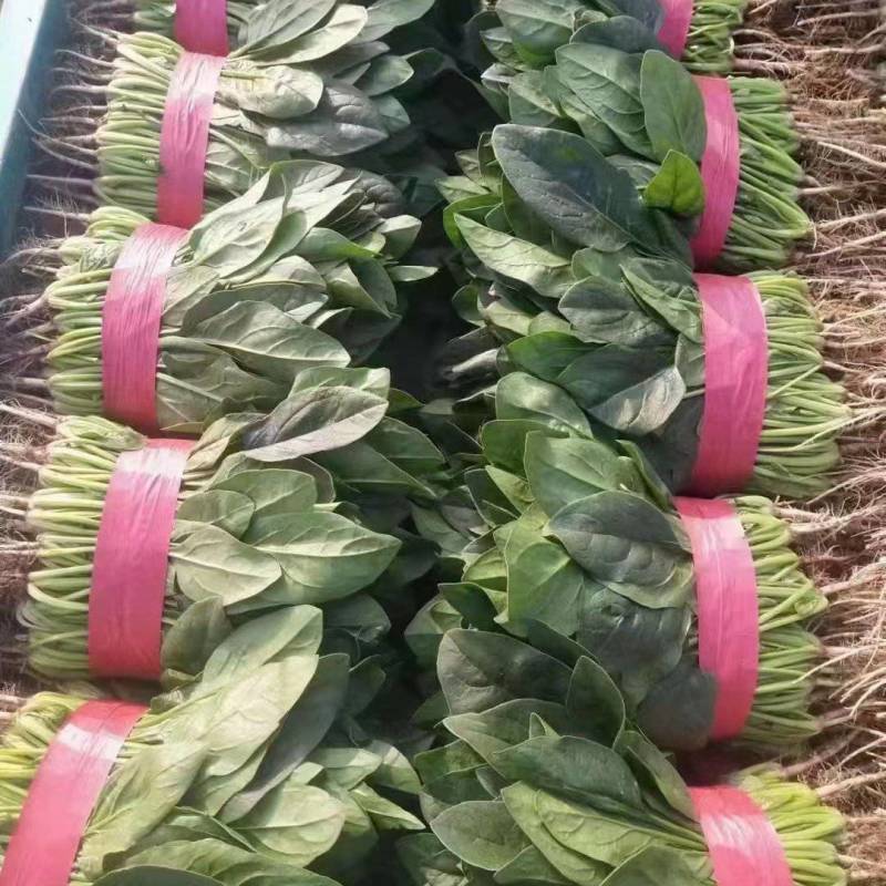 精品大叶菠菜20_25cm，可供超市，平台，一二级市场，
