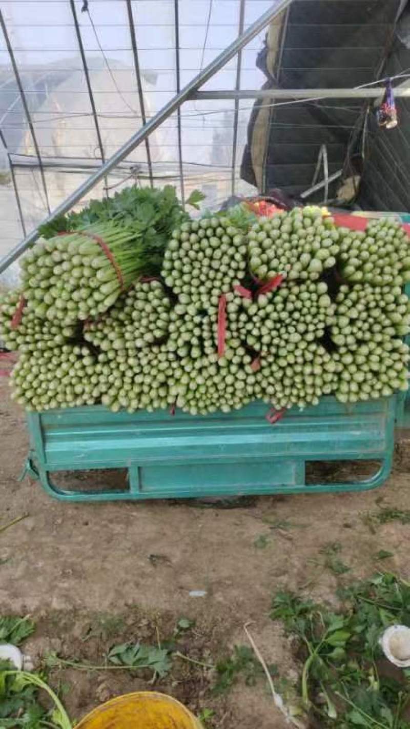 商河县芹菜，精品物优价廉，货源充足