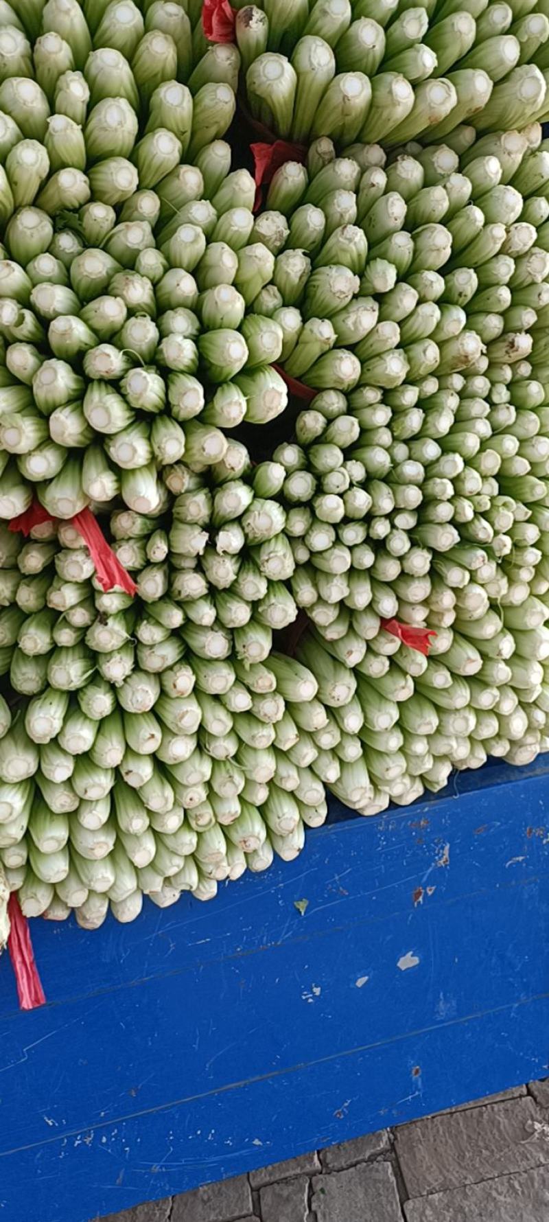 商河县芹菜，精品物优价廉，货源充足