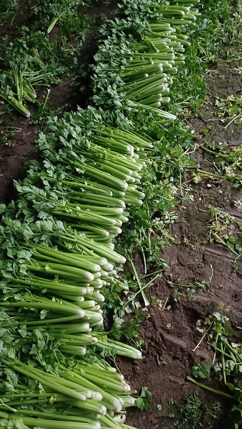 商河县芹菜，精品物优价廉，货源充足
