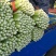 商河县芹菜，精品物优价廉，货源充足