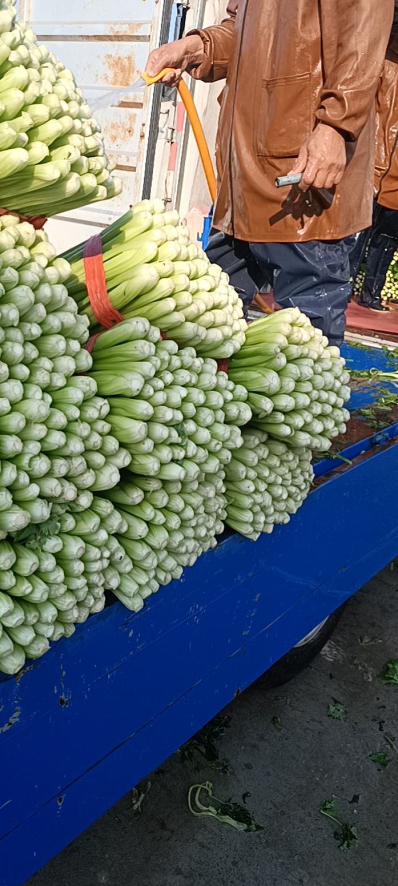 商河县芹菜，精品物优价廉，货源充足