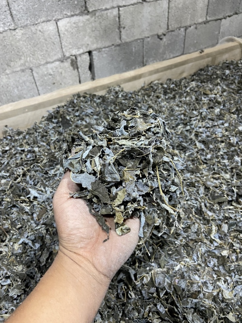 莓茶老叶