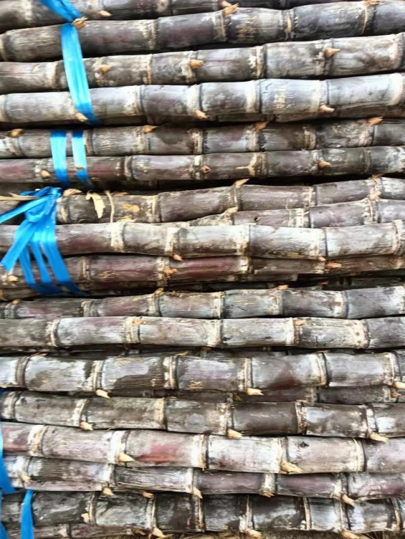 广西黑甘蔗大量上市需要的老板联系