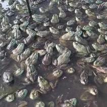 广西柳州牛蛙大量有货，有需要的老板