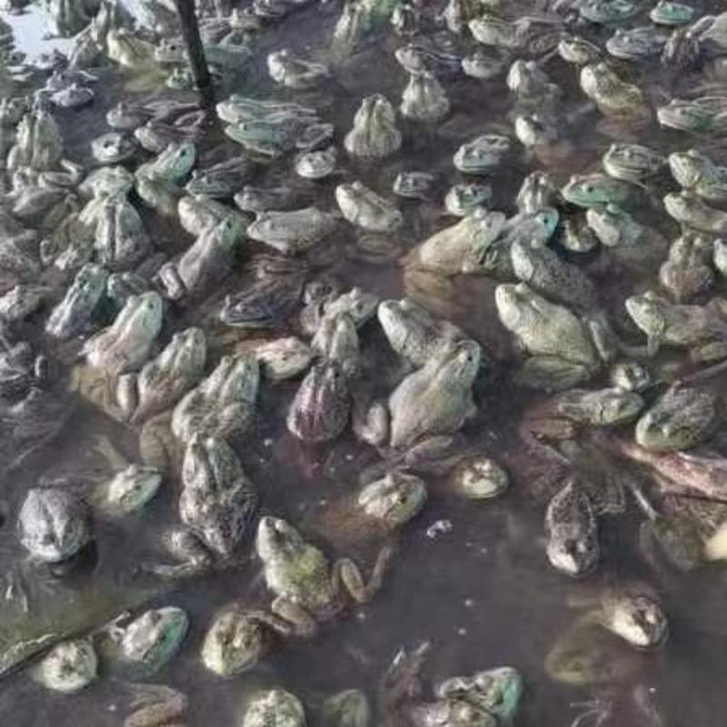 广西柳州牛蛙大量有货，有需要的老板联系