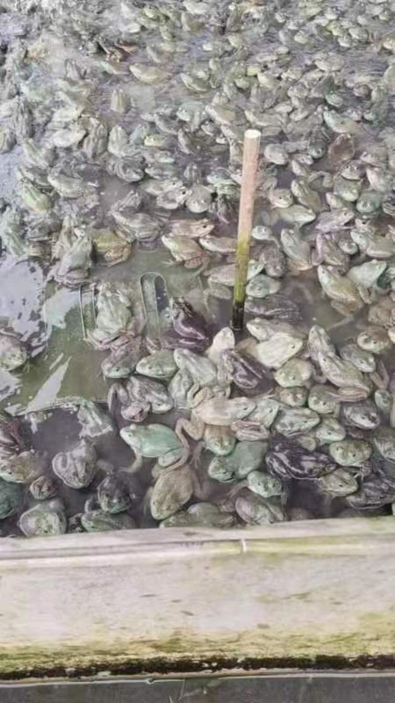 广西柳州牛蛙大量有货，有需要的老板联系