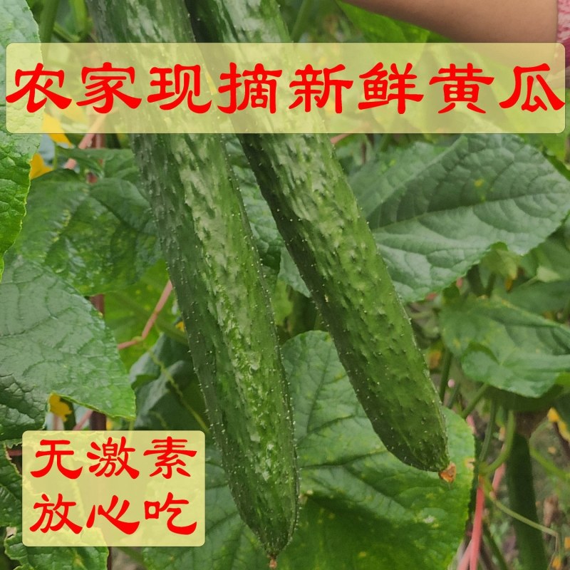 密刺黄瓜徐闻黄瓜大量上市价格可谈对接市场商超电商规格齐全