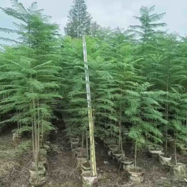蓝花楹1一2米大量出售