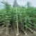 蓝花楹1一2米大量出售