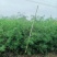 大量台湾相思1.5米至2米出售