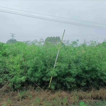 大量台湾相思1.5米至2米出售