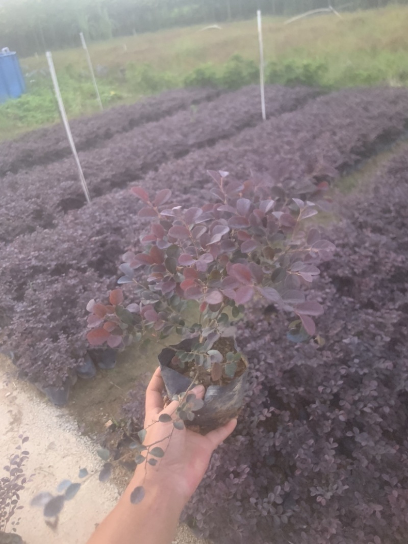 大量红继木七斤袋出售