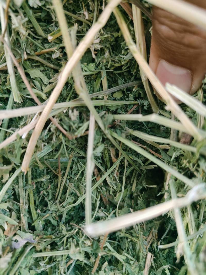 玉门市小金湾东乡族乡万亩紫花苜蓿草储备库种植基地颜色绿