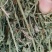 玉门市小金湾东乡族乡万亩紫花苜蓿草储备库种植基地颜色绿