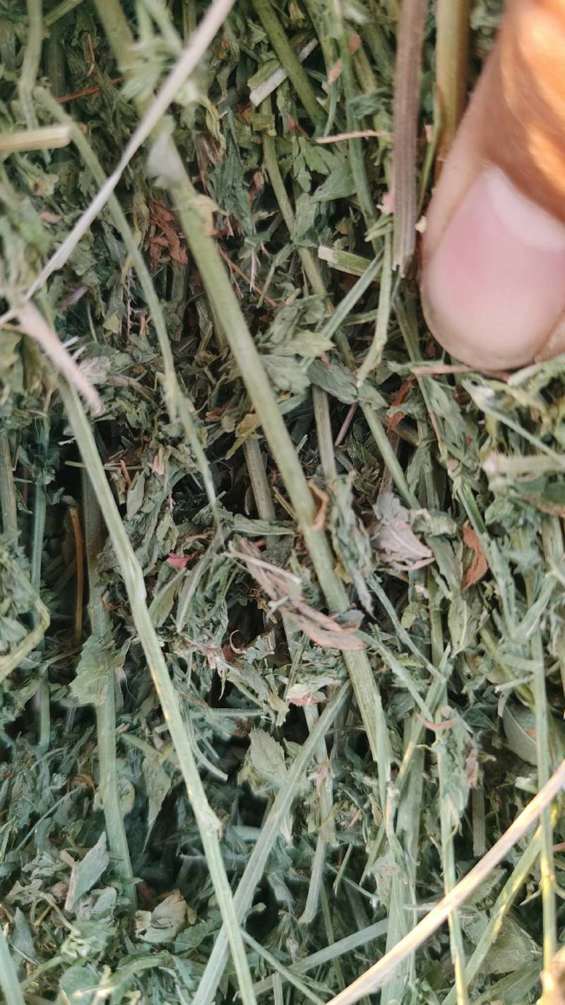 玉门市小金湾东乡族乡万亩紫花苜蓿草储备库种植基地颜色绿