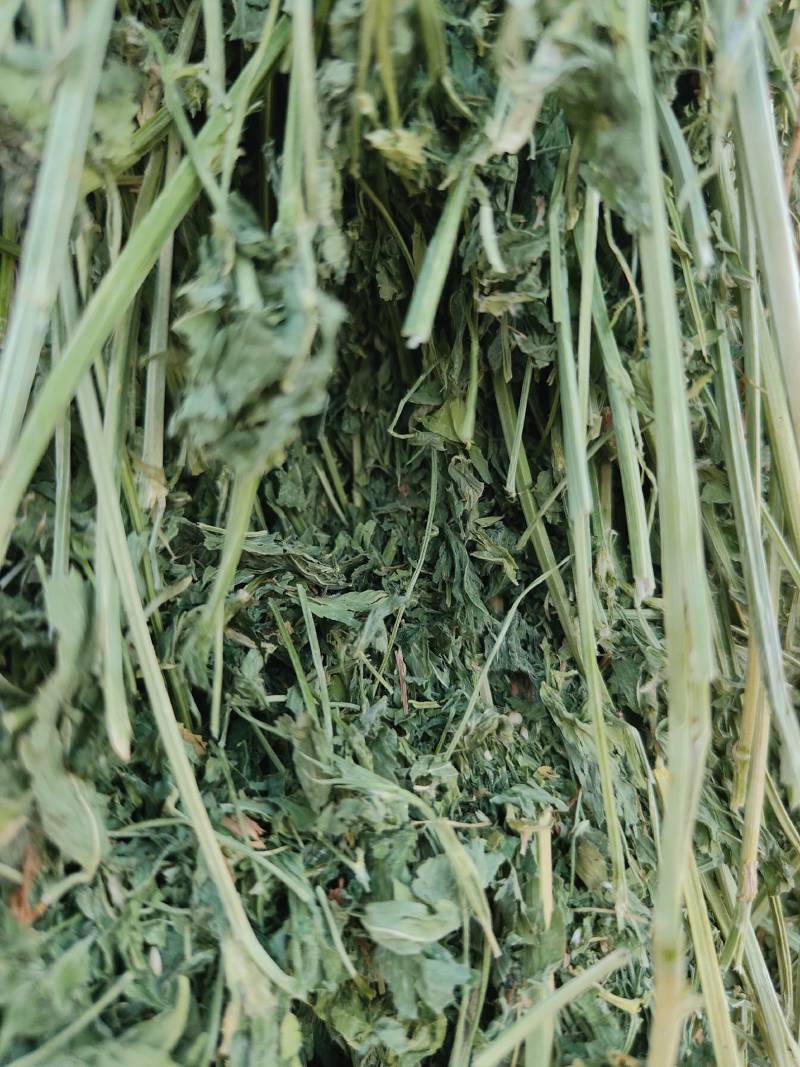 玉门市小金湾东乡族乡万亩紫花苜蓿草储备库种植基地颜色绿